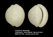 Cleotrivia dissimilis